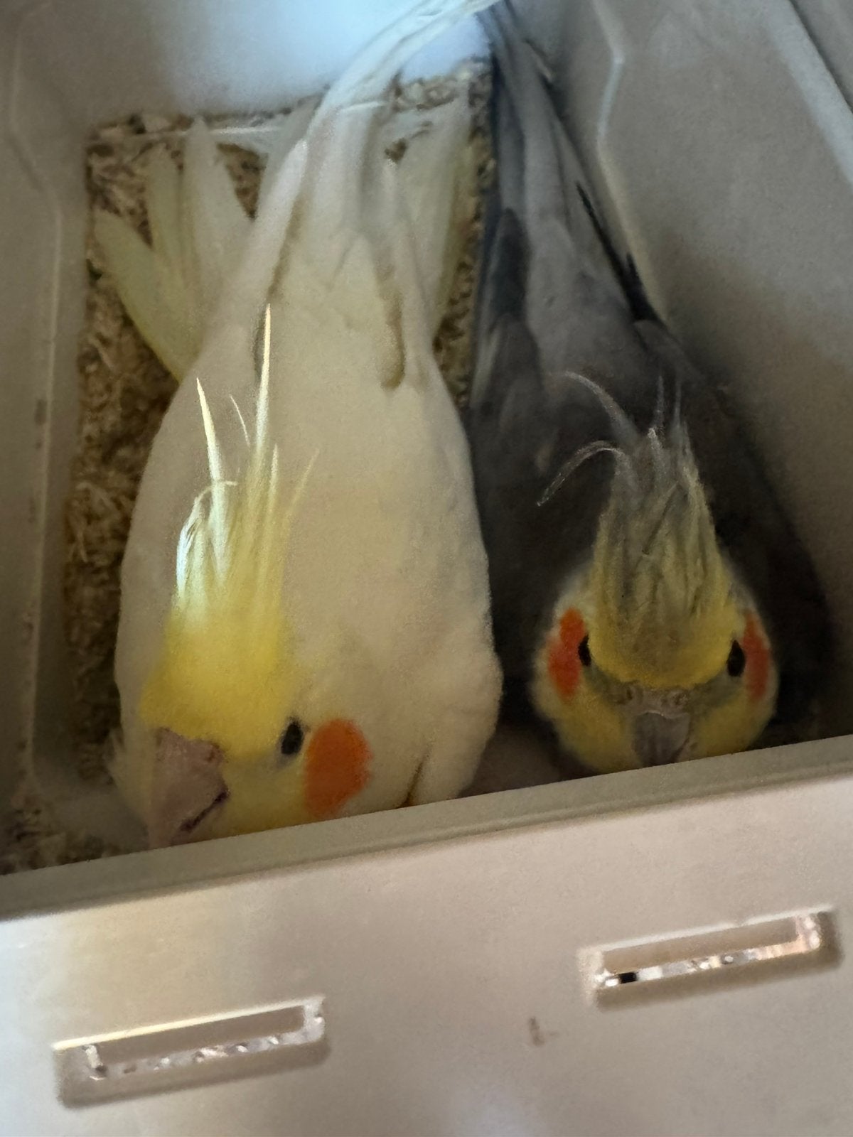 Couple de calopsitte