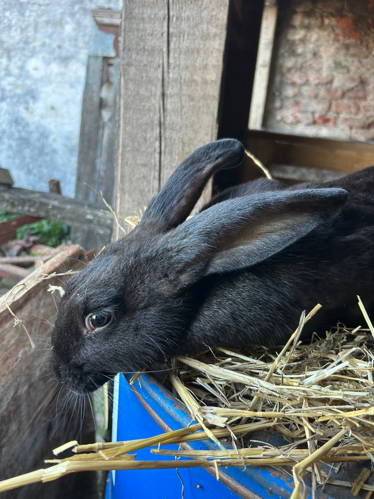Vlaamse reus, Dieren en Toebehoren, Konijnen, Vrouwelijk, Groot, 0 tot 2 jaar