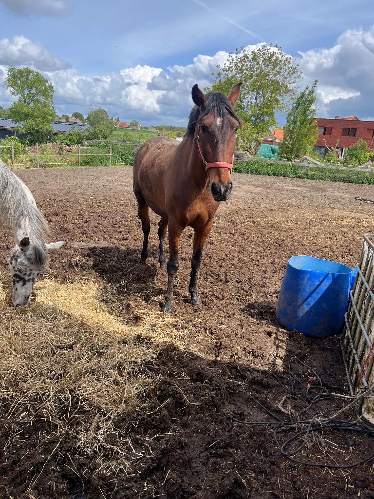 Hongre de 10ans, Ruin, Gechipt, Zadelmak, 7 tot 10 jaar