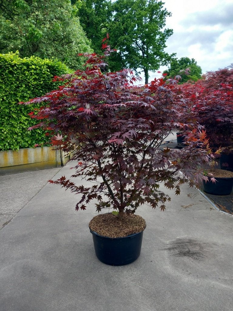 Bomen meerstammig, Ophalen, Overige soorten, 100 tot 250 cm