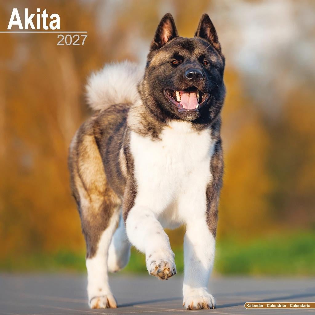 Akita 2027 kalender vooraf bestellen, Verzenden, Jaarkalender, Nieuw