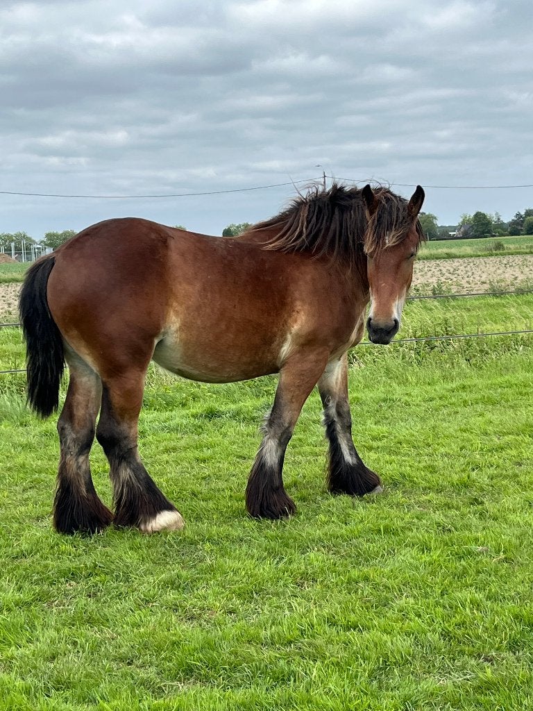belgisch trekpaard, Dieren en Toebehoren, Merrie, Met stamboom, 0 tot 2 jaar