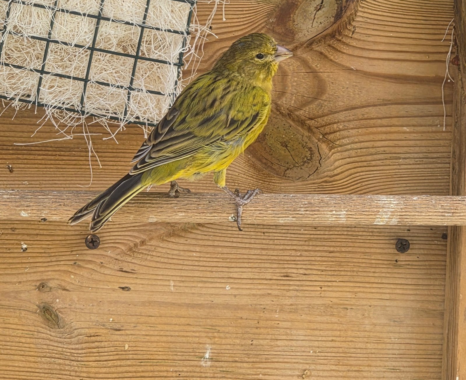 kanarie jong 2026, Dieren en Toebehoren, Vogels | Kanaries, Geslacht onbekend