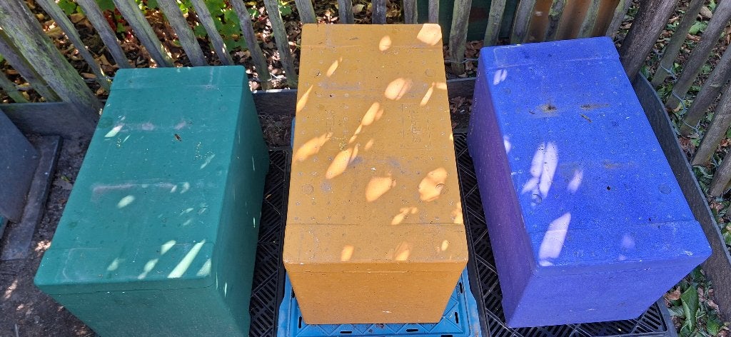 carnica bijenvolkjes op 6 ramen simplex, Abeilles