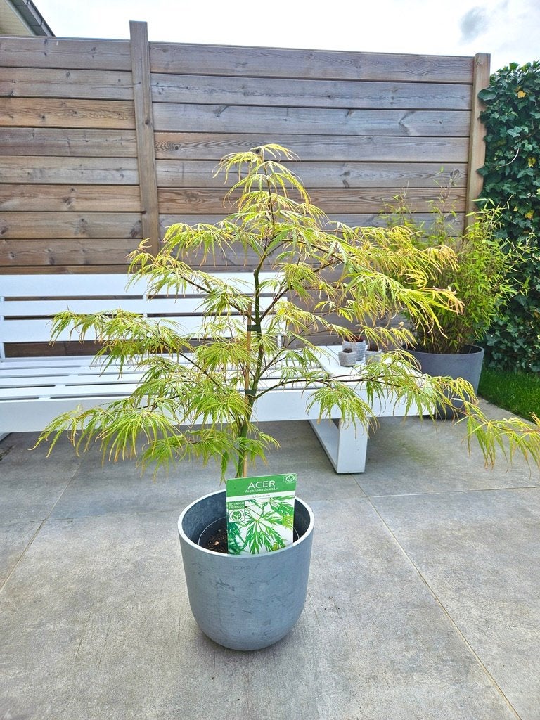 Acer- Green Umbrella, Jardin & Terrasse, Enlèvement, Plante fixe, Autres espèces