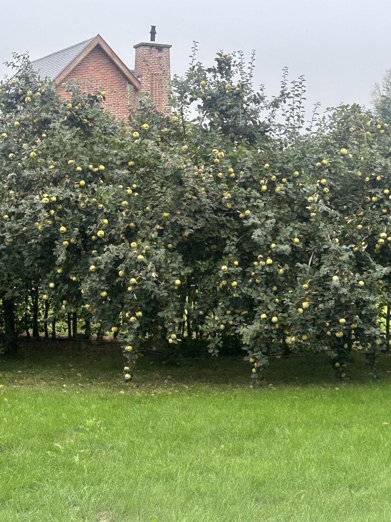 kweeperen niet gesproeid zelfpluk, Ophalen