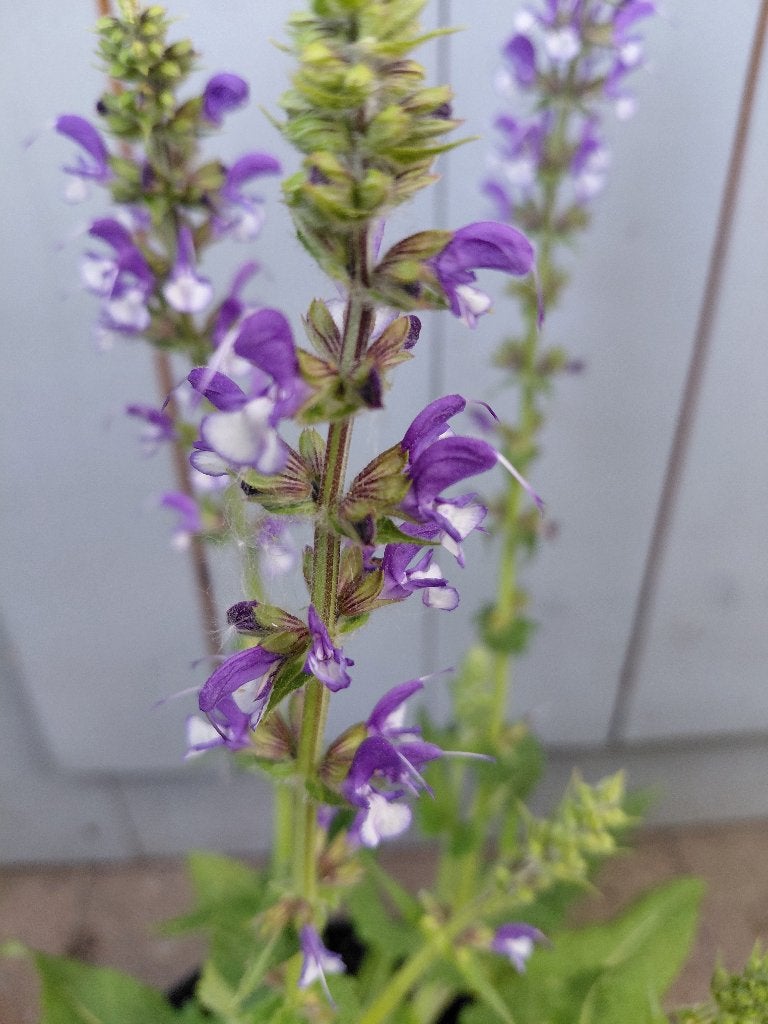 Salvia Azure Snow, Tuin en Terras, Ophalen