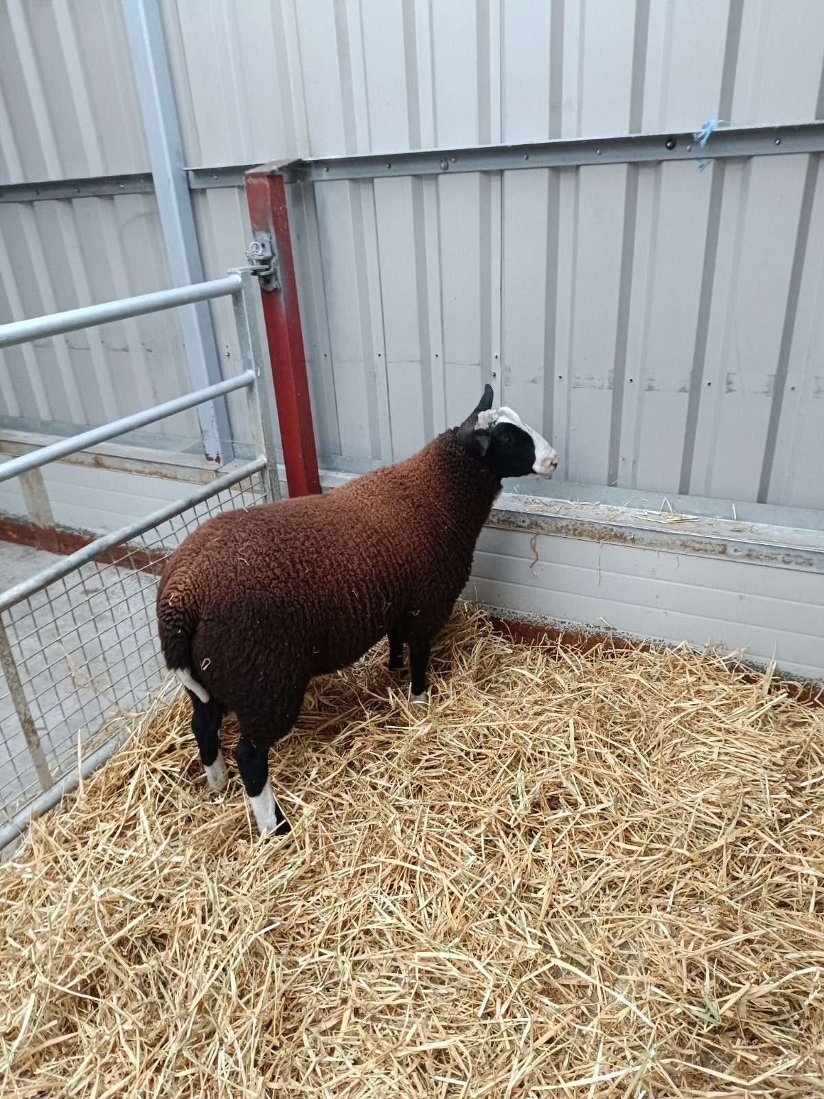 schapen bok, Dieren en Toebehoren