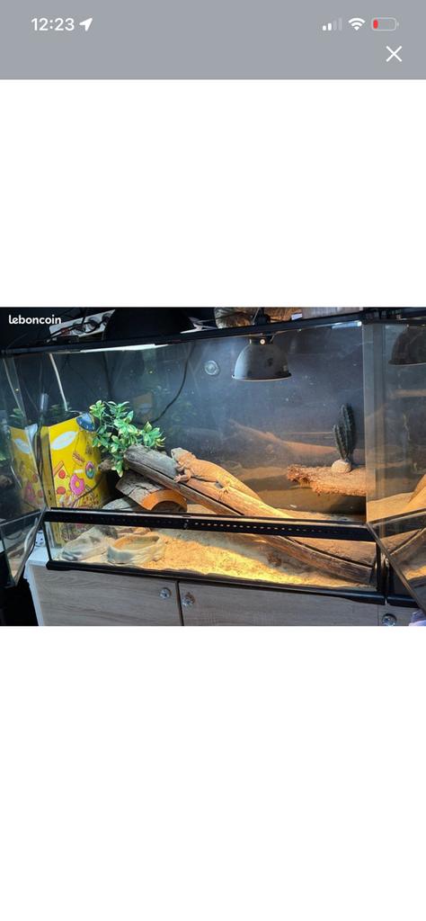 Terrarium, Dieren en Toebehoren, Ophalen