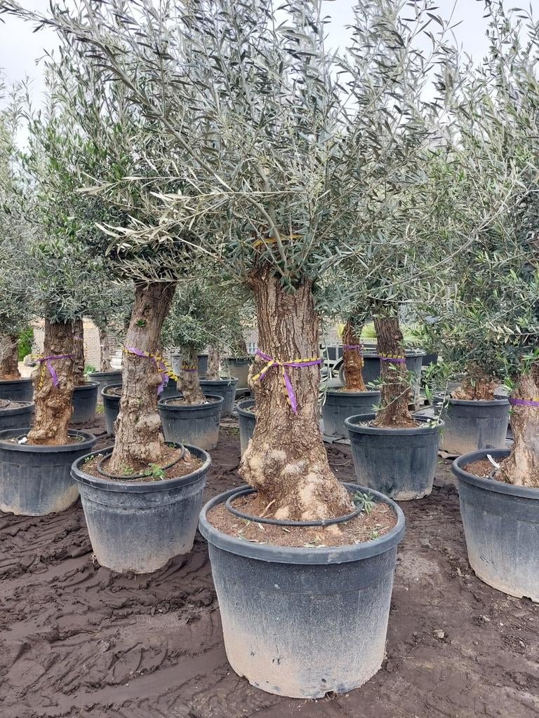 Olijfbomen Super ACTIE 220€, Tuin en Terras, Planten | Bomen, Ophalen