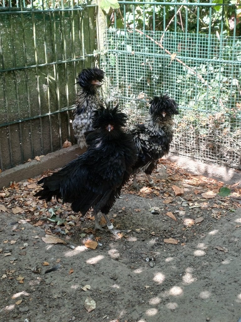Te koop raszuivere baardkuifhoen (padua) haantjes te koop, Mâle, Poule ou poulet