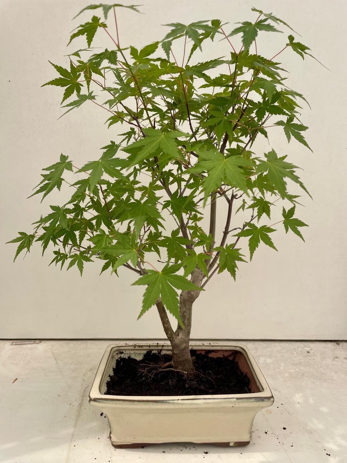 Acer groen, Tuin en Terras, Ophalen