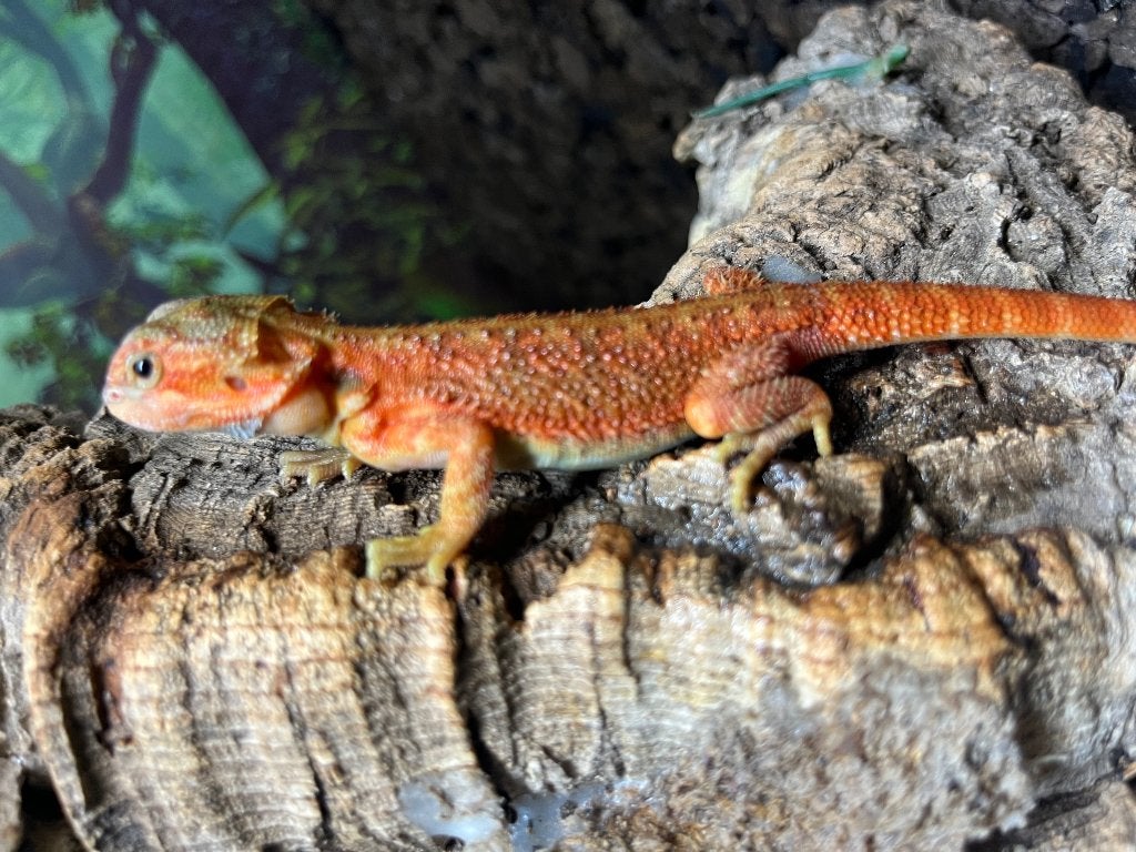 Pogona vitticeps rood koraal, Dieren en Toebehoren, Hagedis, 0 tot 2 jaar
