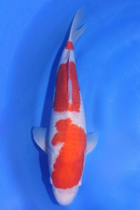 3 staps Kohaku nisai 47 cm Momotaro, Dieren en Toebehoren, Karper of Koi