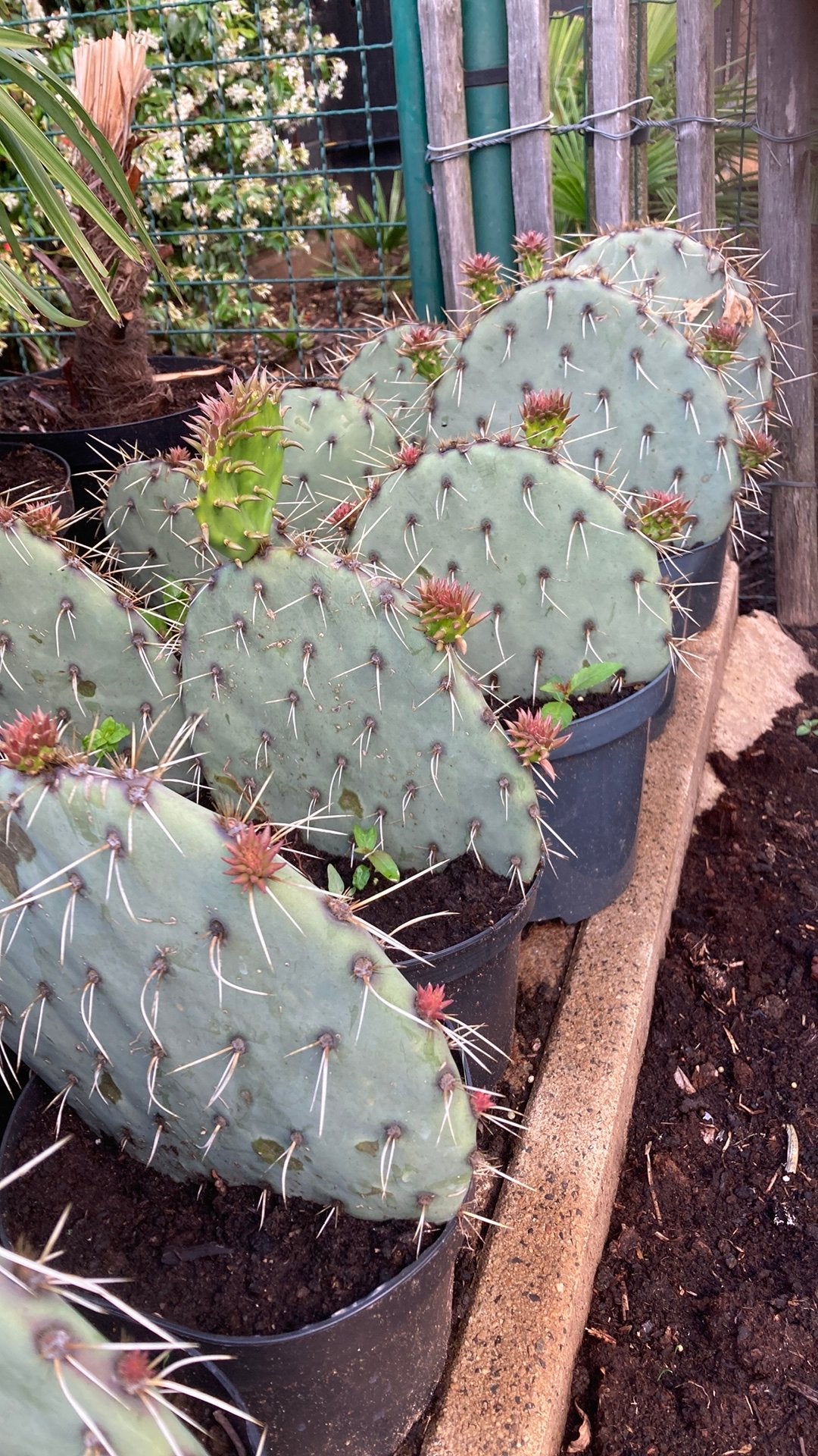 Planten winterharde vijgcactus, Jardin & Terrasse, Plantes | Jardin, Enlèvement