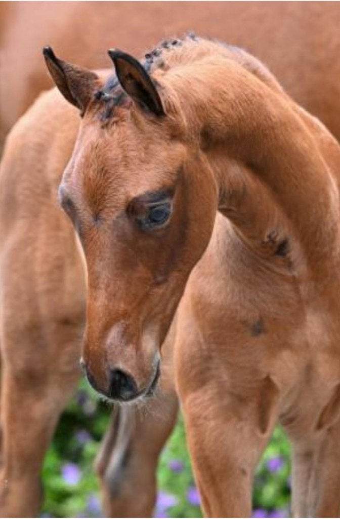 Hengstveulen Telstar TN x Applaus x Sam R, Avec pedigree, Moins de 160 cm, Étalon, 0 à 2 ans