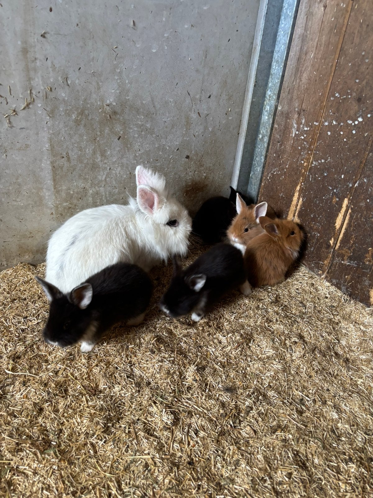 Dwergkonijntjes, Dieren en Toebehoren, Konijnen, Meerdere dieren, Dwerg, 0 tot 2 jaar