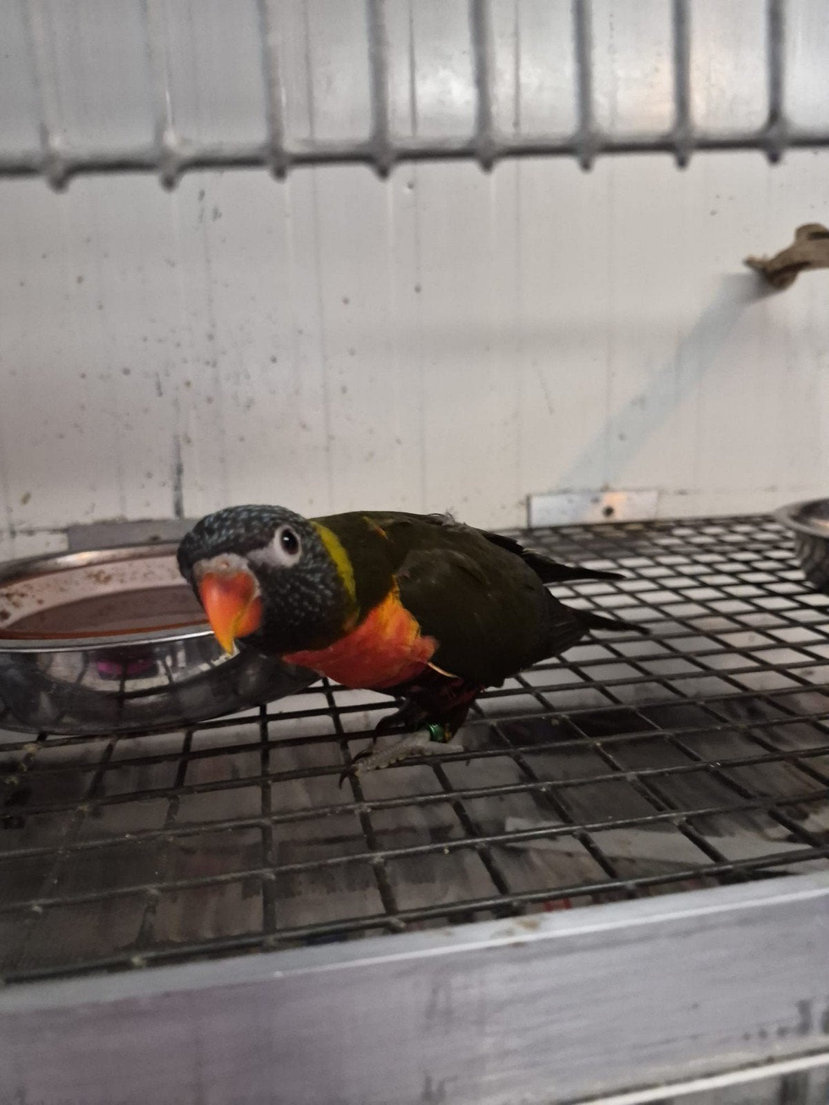 loris, Dieren en Toebehoren, Meerdere dieren, Papegaai, Geringd
