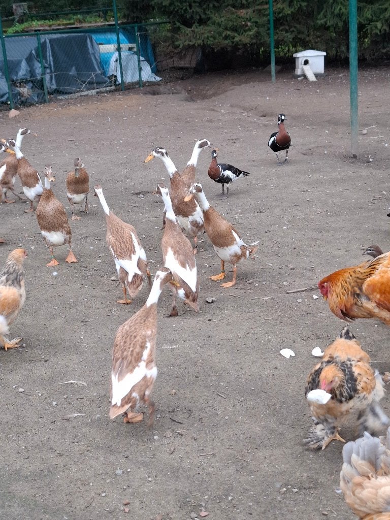 loopeenden reebont, Dieren en Toebehoren