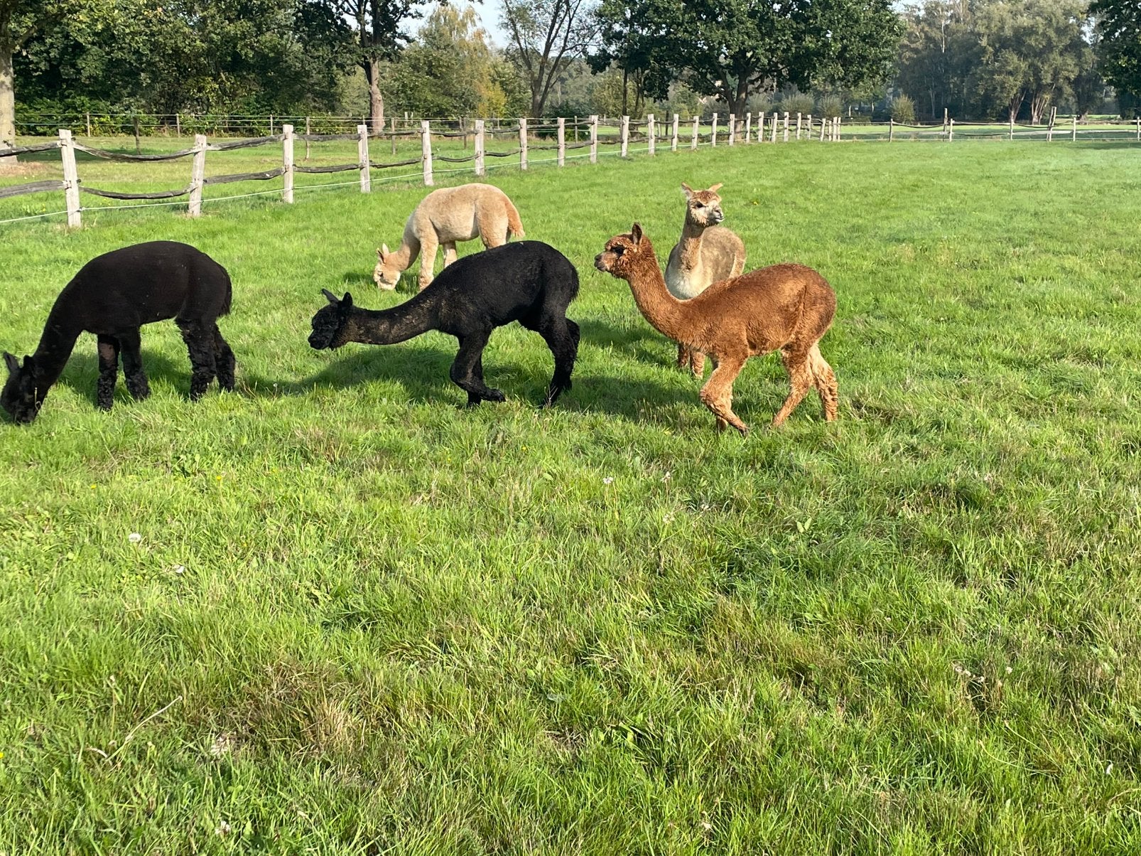 Alpacahengsten te koop, Dieren en Toebehoren, Mei, Mannelijk