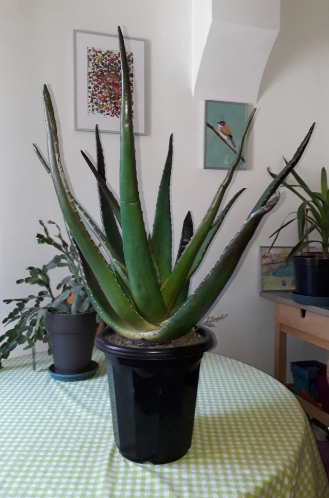 Plante artificielle d'aloe vera en pot, Sans entretien, Vert, 83 cm, Plante artificielle