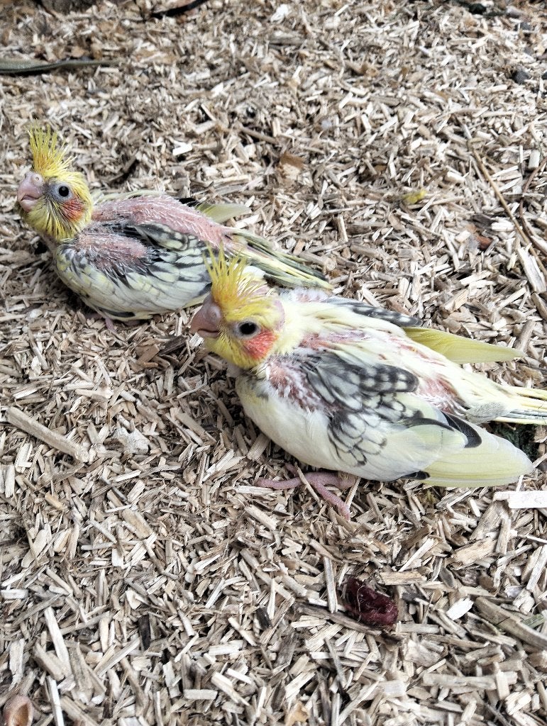 te koop jonge valkparkieten, Dieren en Toebehoren, Vogels | Parkieten en Papegaaien, Geslacht onbekend, Parkiet, Tam