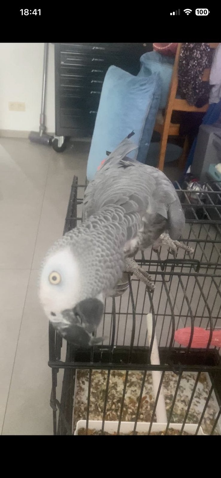 Perroquet gris du Gabon 4 ans, Perroquet