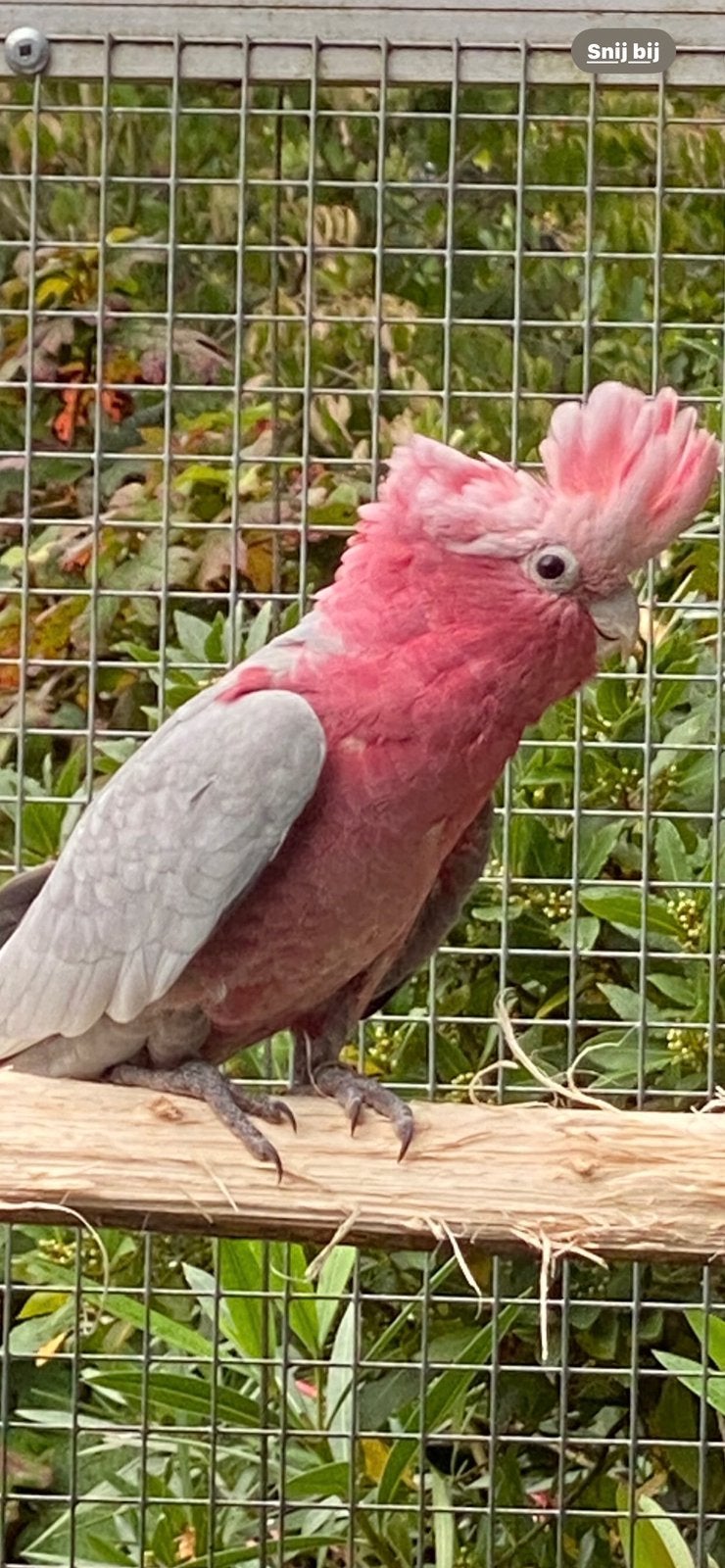 Roze kaketoe 2026, Bagué