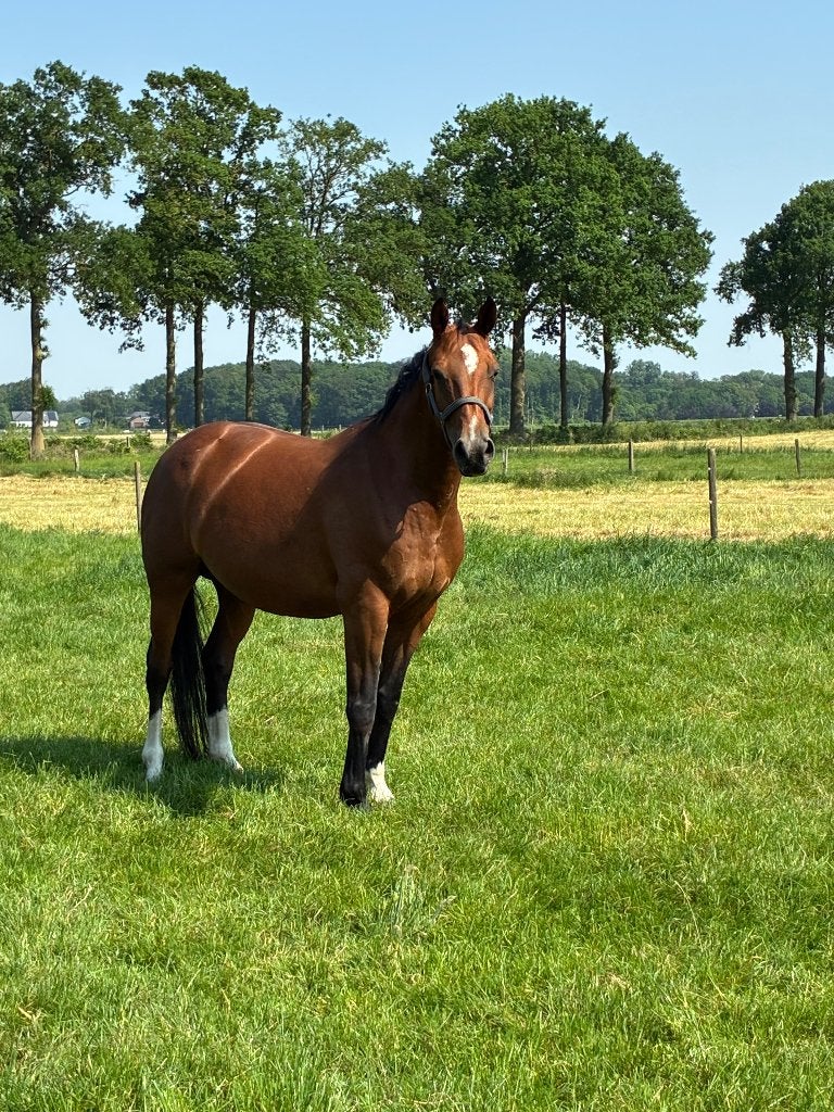Merrie, Dieren en Toebehoren, Paarden, Merrie, Met stamboom, Niet van toepassing, 11 jaar of ouder
