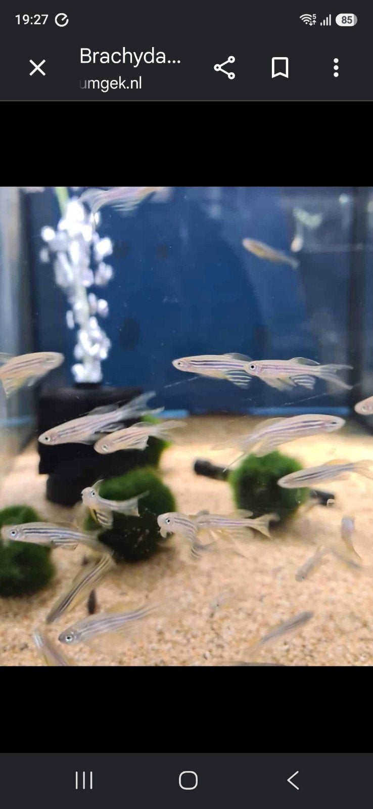 danio Zebra longfin, Dieren en Toebehoren