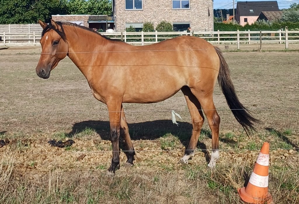 2-jarige Brp merrie, Dieren en Toebehoren, Pony's, Merrie, D pony (1.37m tot 1.48m), Met stamboom, 0 tot 2 jaar