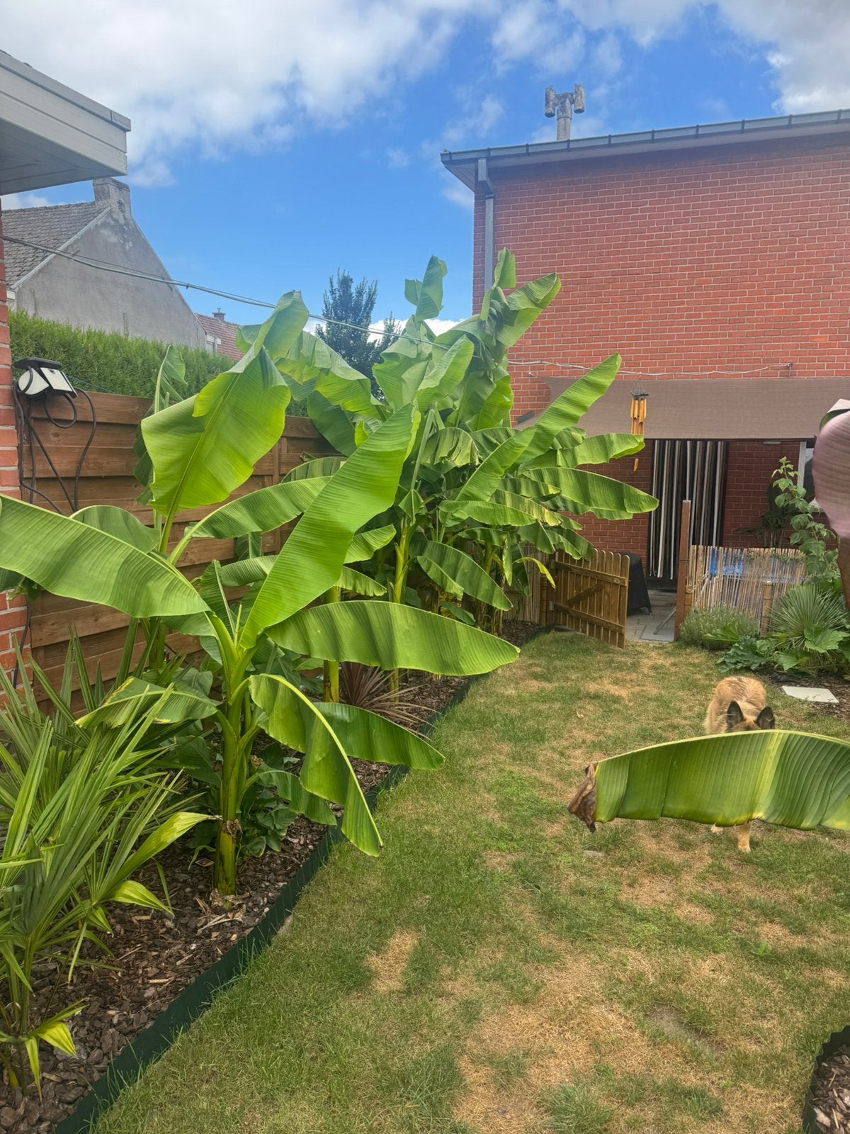 Bananenplanten eigen kweek, Tuin en Terras, Overige soorten, Lente, 100 tot 250 cm, Ophalen