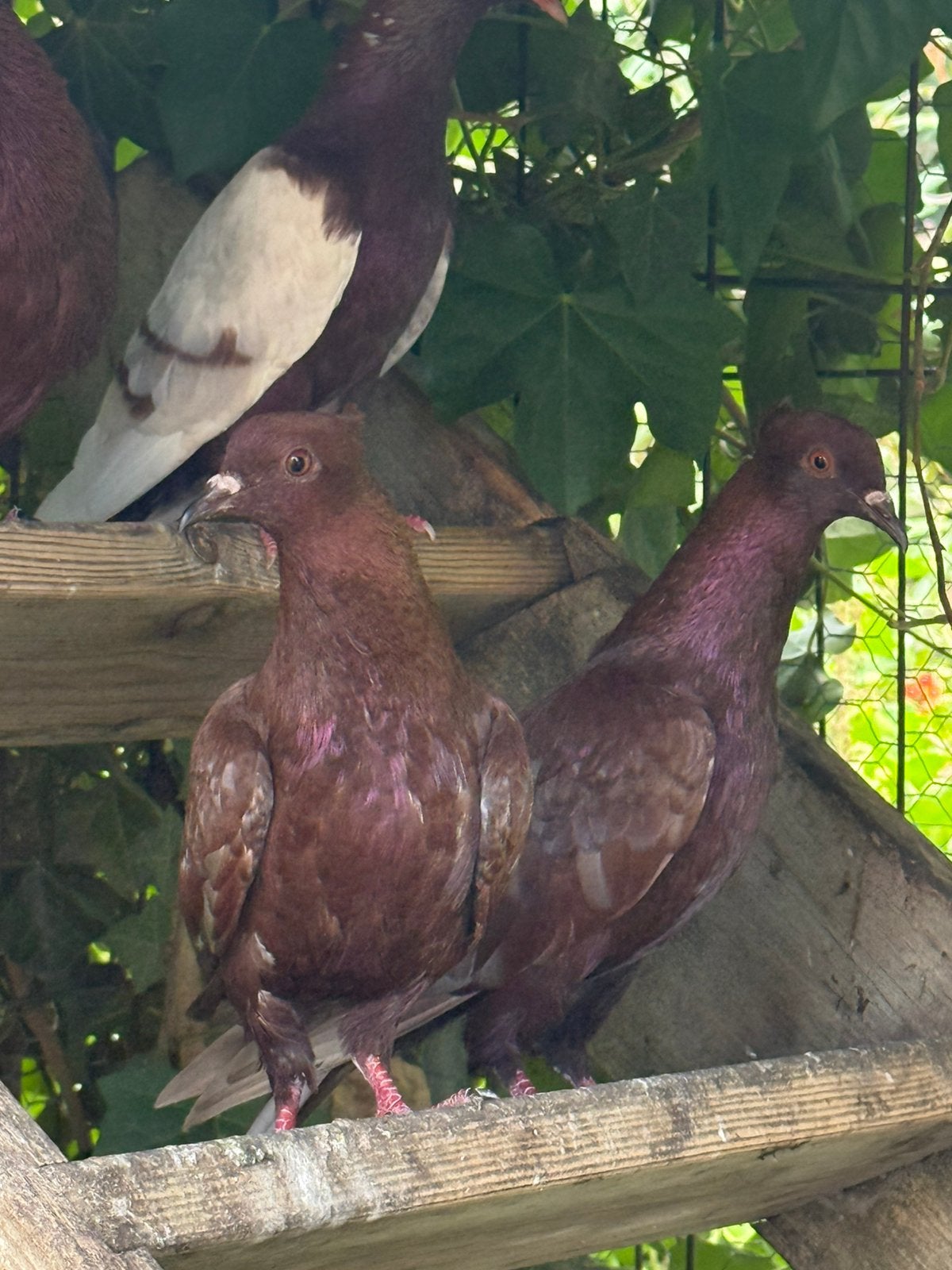 Roste vinkduiven, Animaux & Accessoires, Oiseaux | Pigeons, Sexe inconnu, Autres espèces