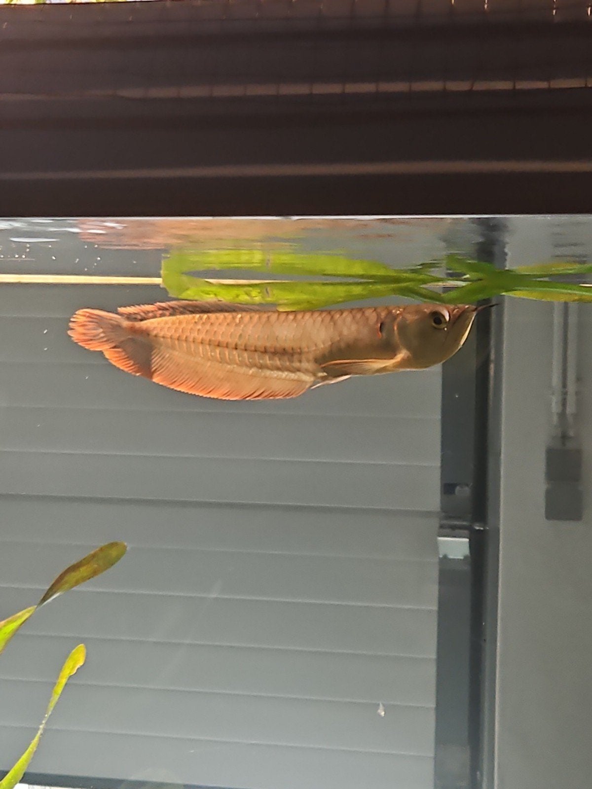 Silver Arowana(Dragonfish)