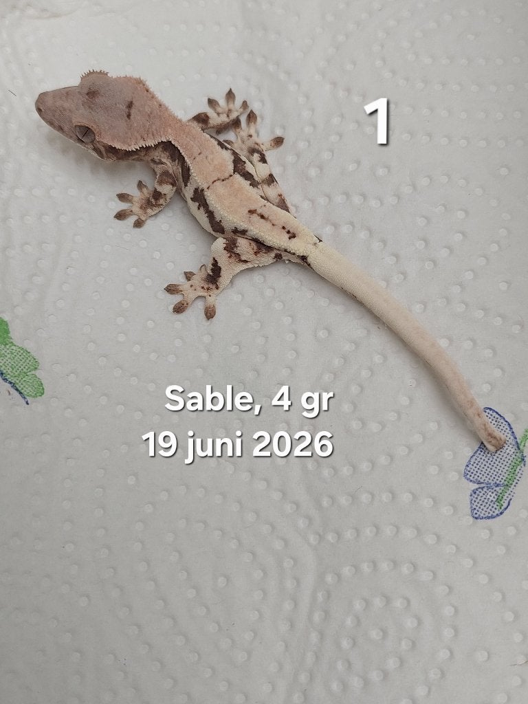 Kleine wimpergekko's Sable Frapps, Dieren en Toebehoren, Reptielen en Amfibieën