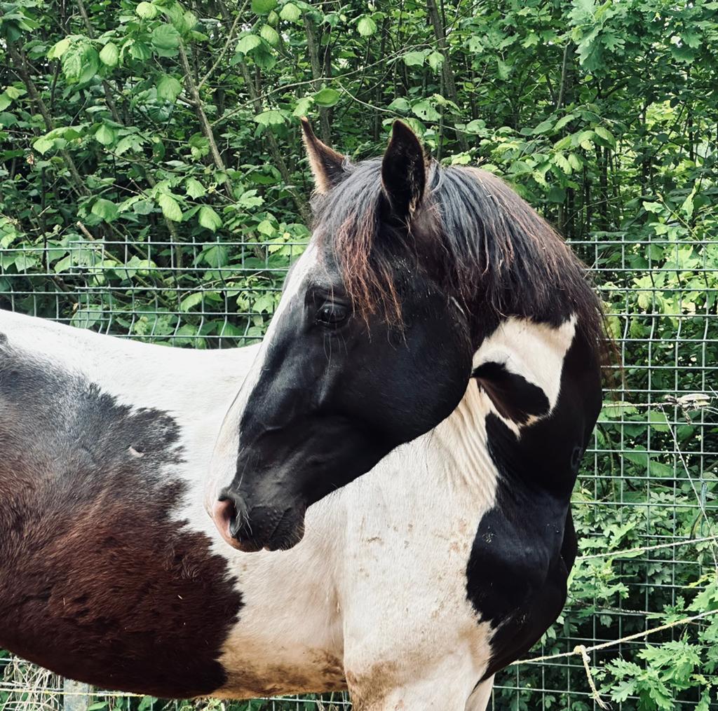2 jarige bonte springhengst, Animaux & Accessoires, Chevaux, Étalon, Non dressé, 0 à 2 ans, Cheval de saut, Avec pedigree, Avec puce électronique