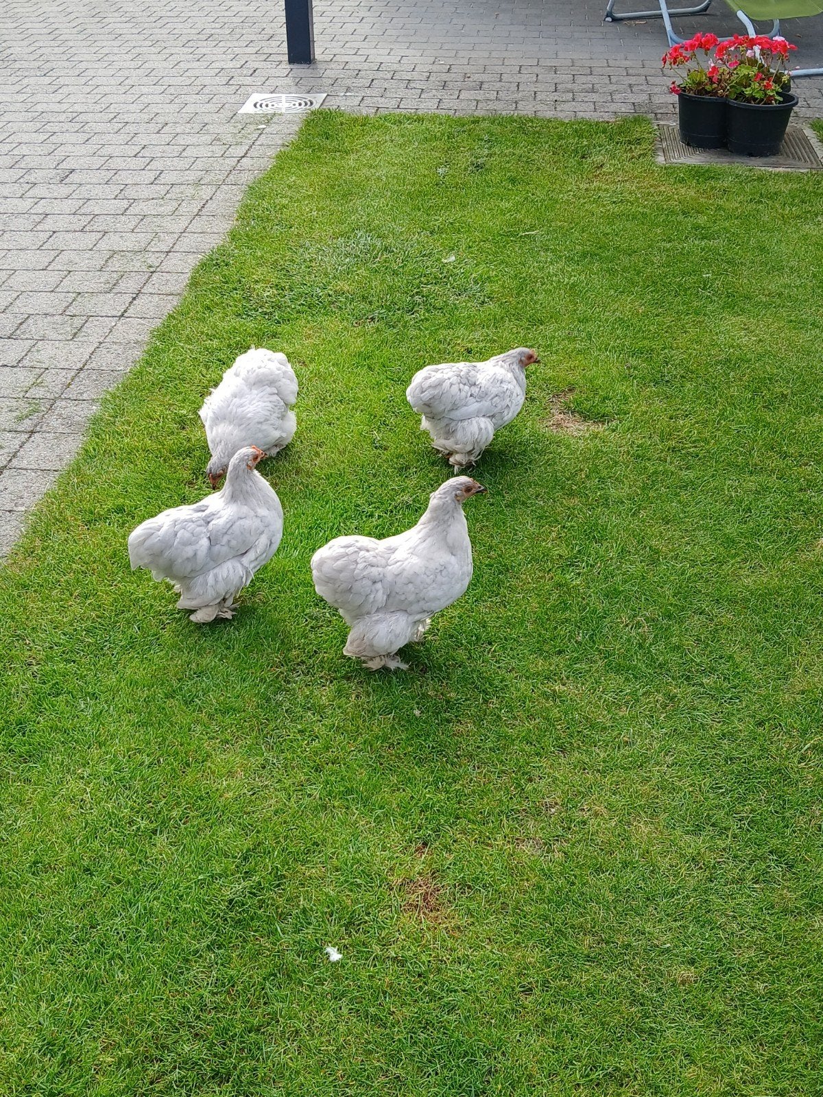 cochien kriel parelgrijs, Dieren en Toebehoren, Vrouwelijk, Kip