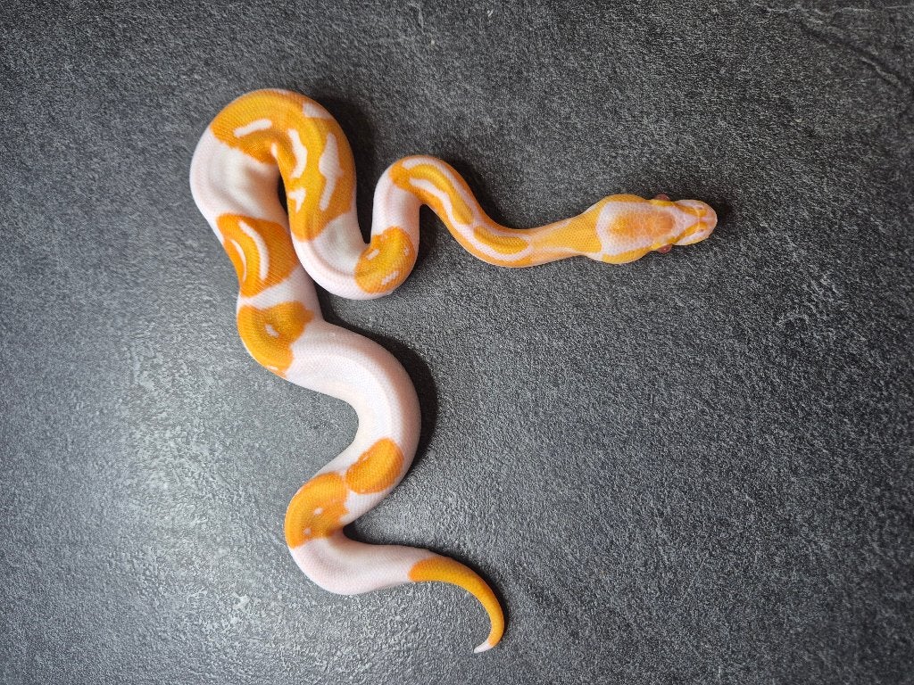 Python regius, Animaux & Accessoires, Serpent, 0 à 2 ans