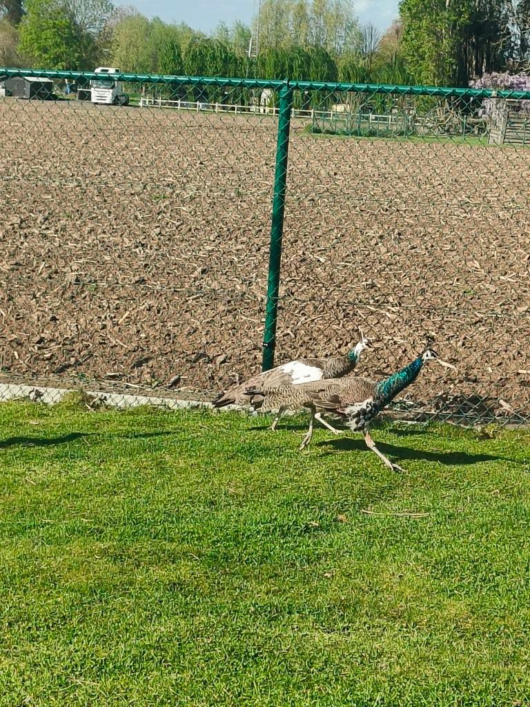 Pauwhanen, Dieren en Toebehoren, Pluimvee