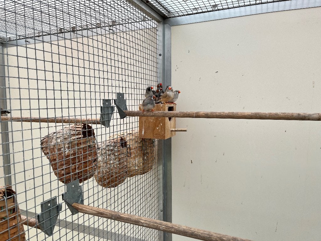 Jonge zebravinken., Meerdere dieren, Tropenvogel