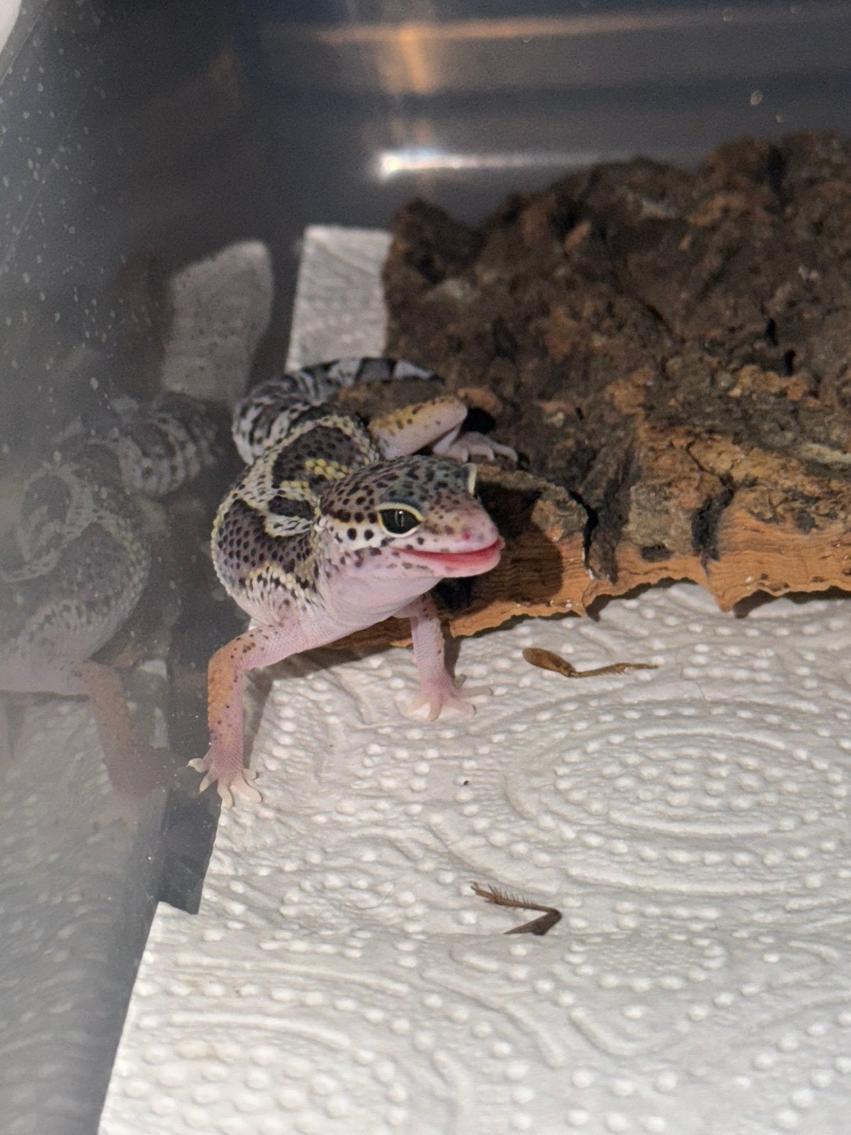 Black night x tangerine luipaardgekko man, Hagedis, Tam, 0 tot 2 jaar