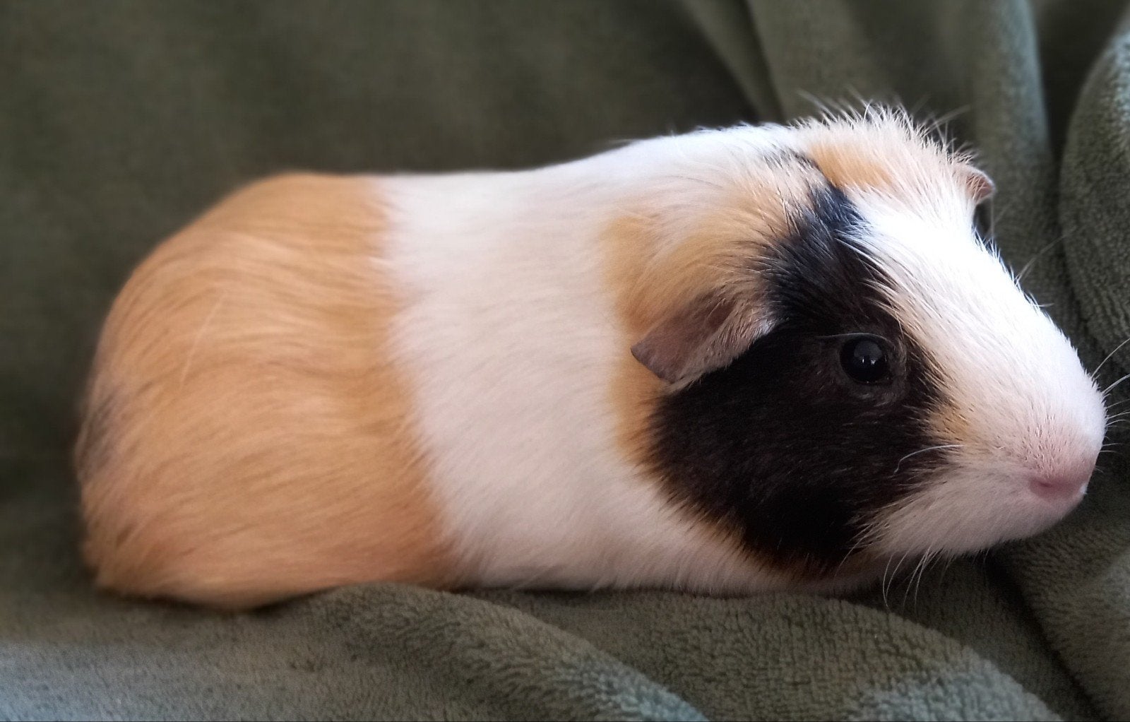 Gecastreerde beren, April, Meerdere dieren, Cavia