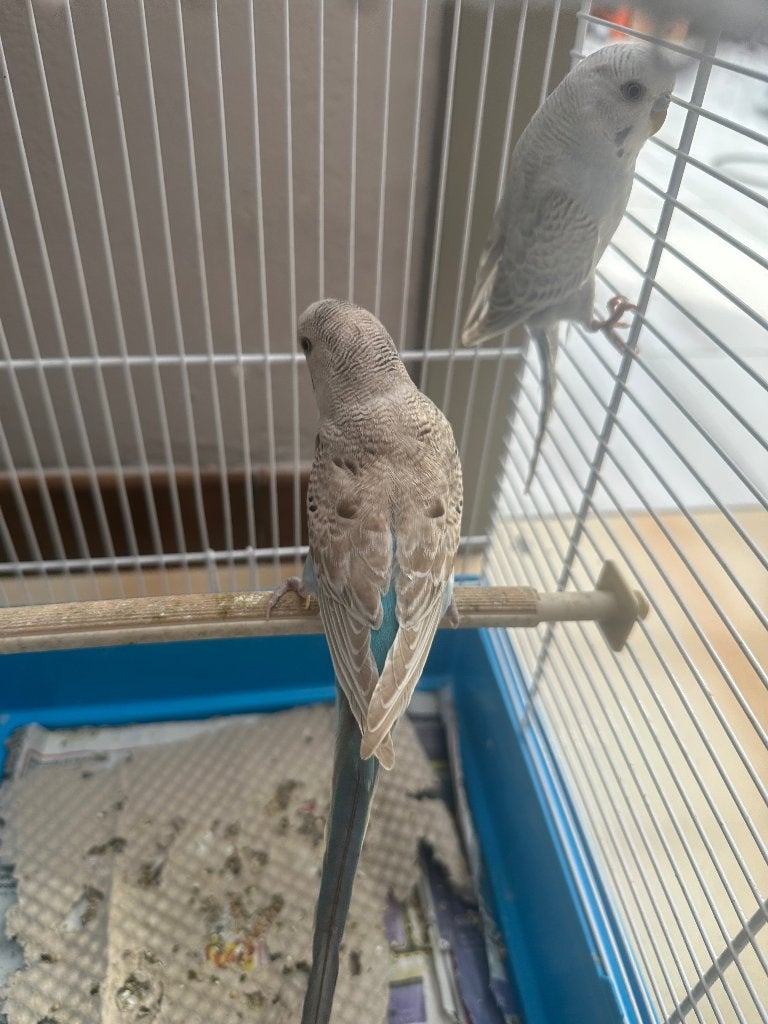 Parkieten met of zonder kooi, Plusieurs animaux, Perruche