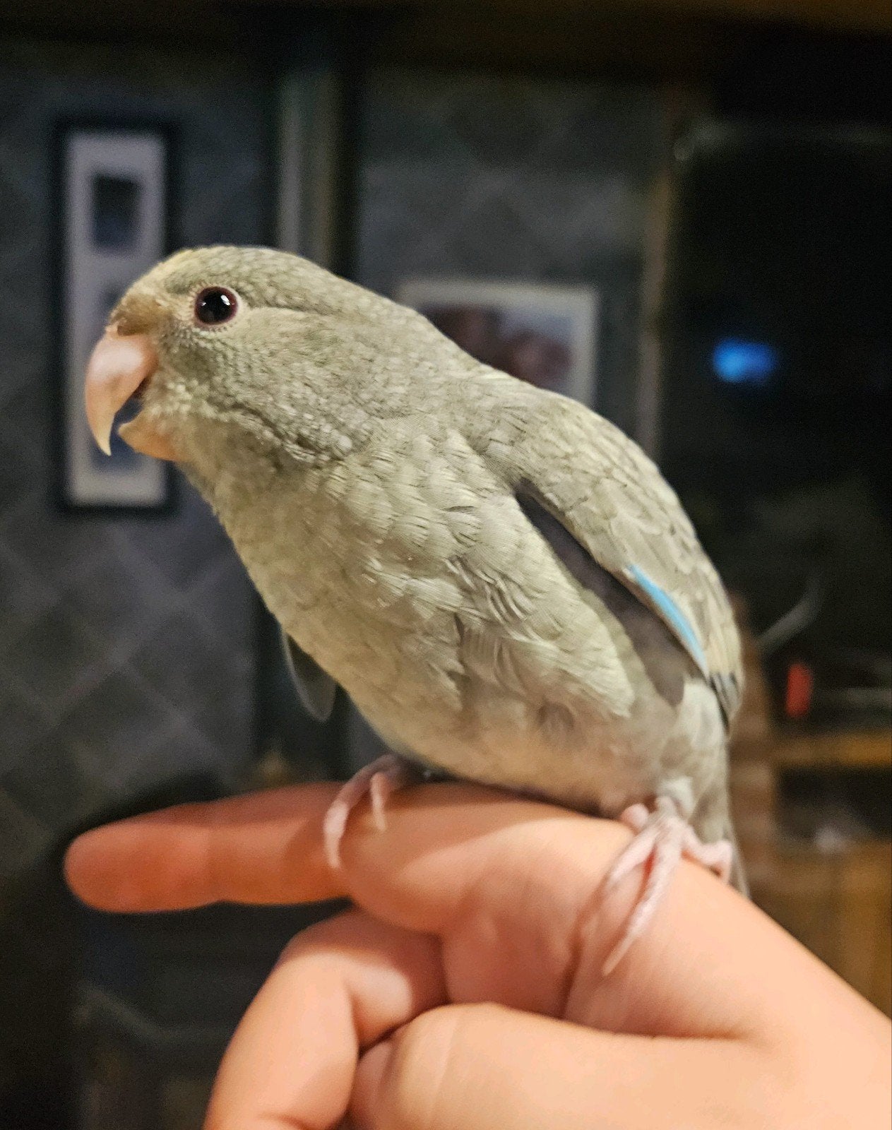 kakariki, Animaux & Accessoires