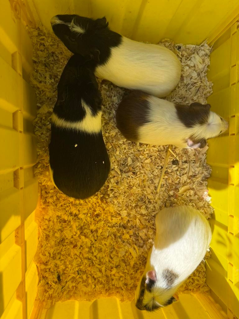 Jonge cuy cavia beertjes, Cavia, Mannelijk, Januari, Tam