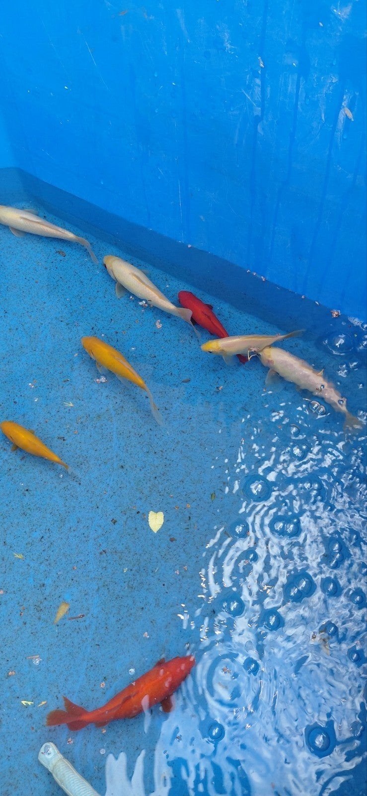 10 goudvissen, Dieren en Toebehoren, Goudvis(sen)