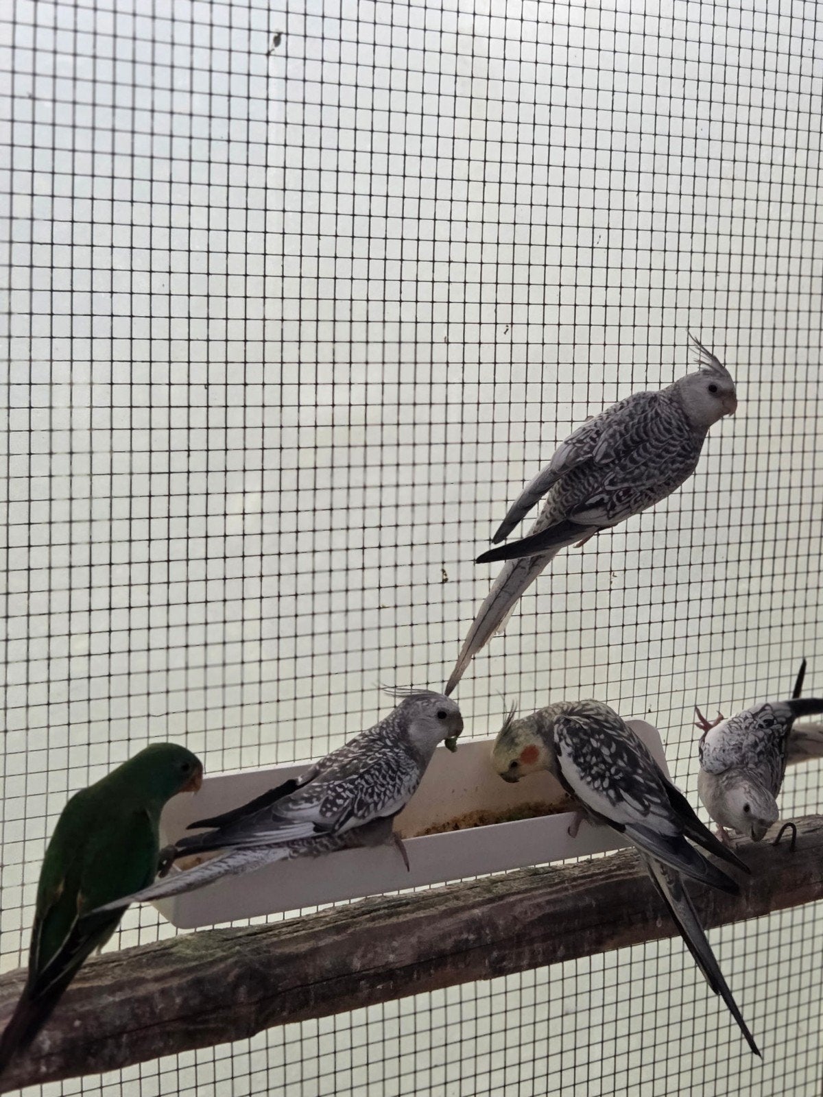Mooie valkparkieten te koop, Plusieurs animaux, Perruche, Bagué