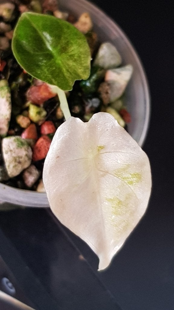 Alocasia Golden Bone Pink/Mint variegata, Ophalen of Verzenden