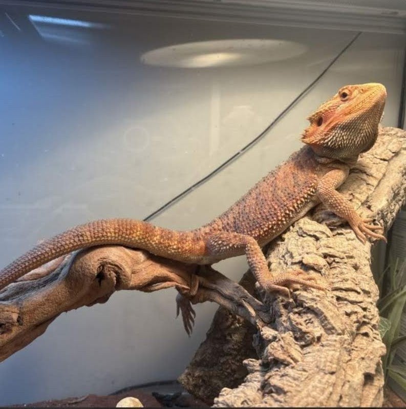 Pogona en terraria, Dieren en Toebehoren, Ophalen, Terrarium of Paludarium