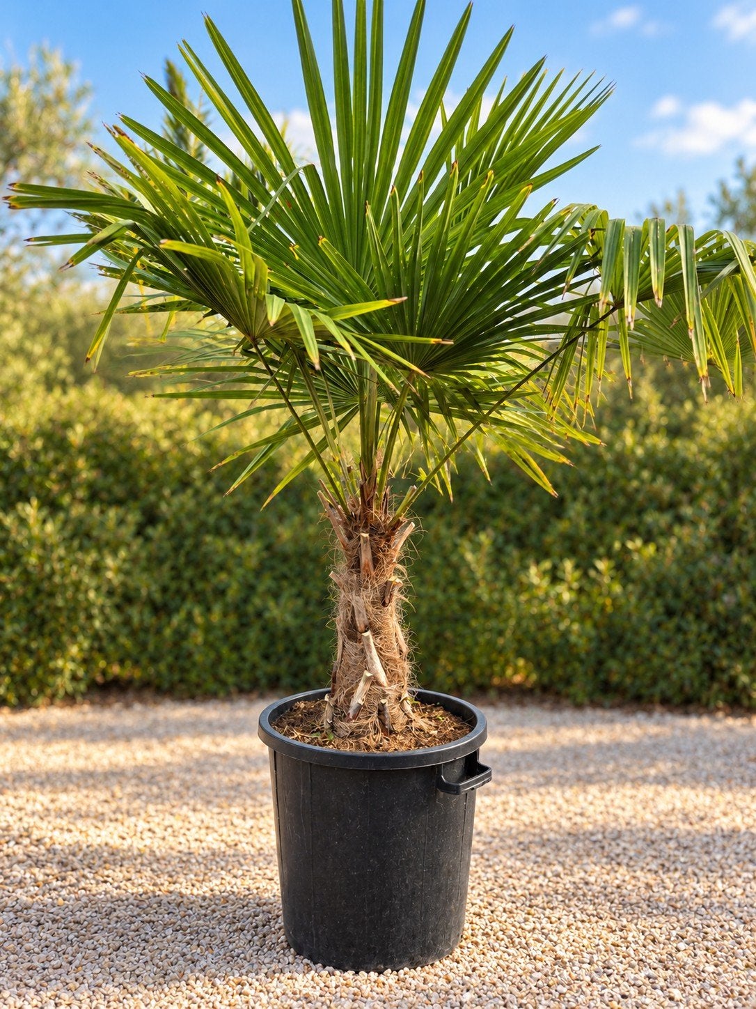 Winterharde palmboom Trachycarpus Fortunei, Ophalen, Halfschaduw